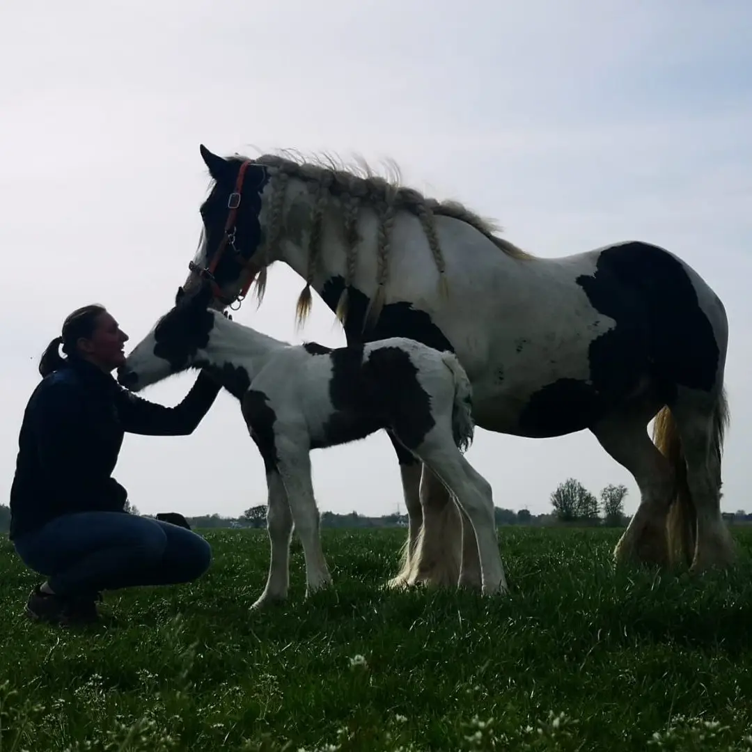 Veulen, paarden, podcast, paard, hoop, bracht