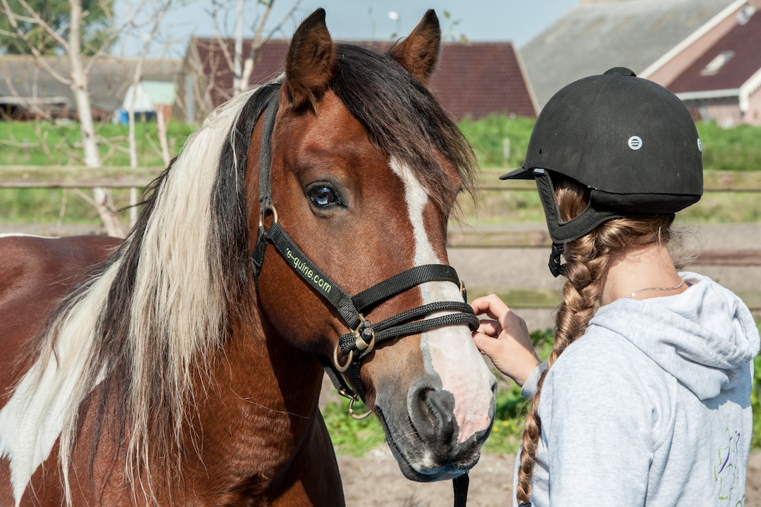 halster, trainingshalster, paard, dually halster, e-quine.com