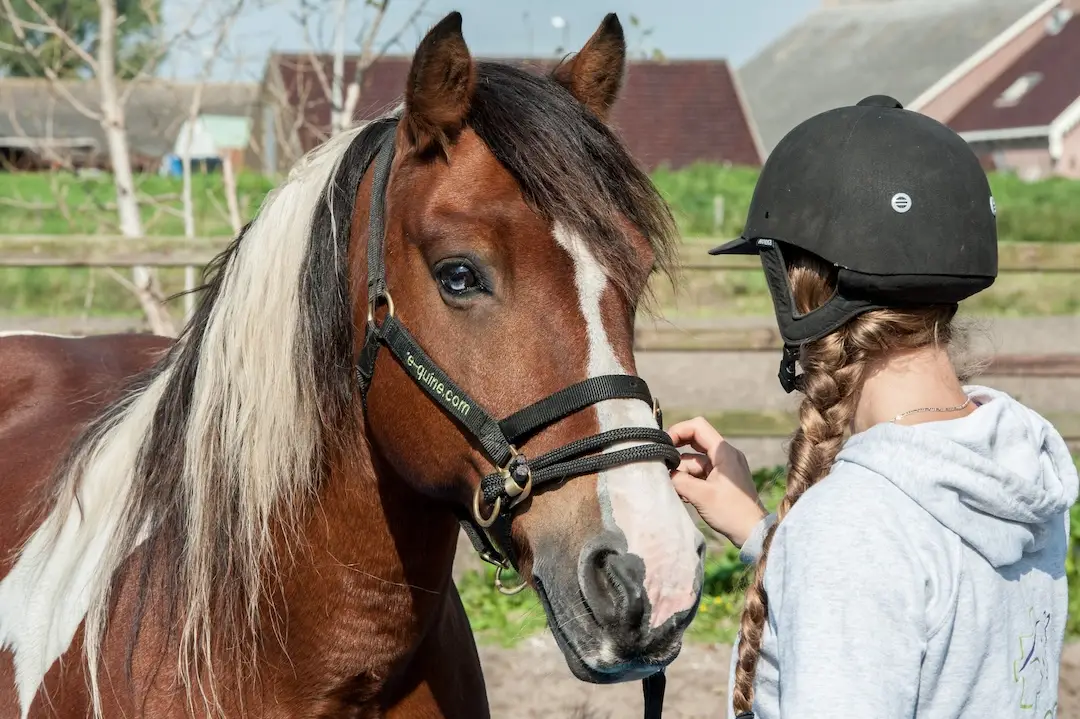 halster, trainingshalster, paard, dually halster, e-quine.com