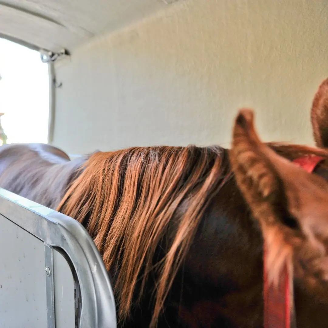 paard, smalle, of, lage, doorgang, angst, probleem, trailerladen