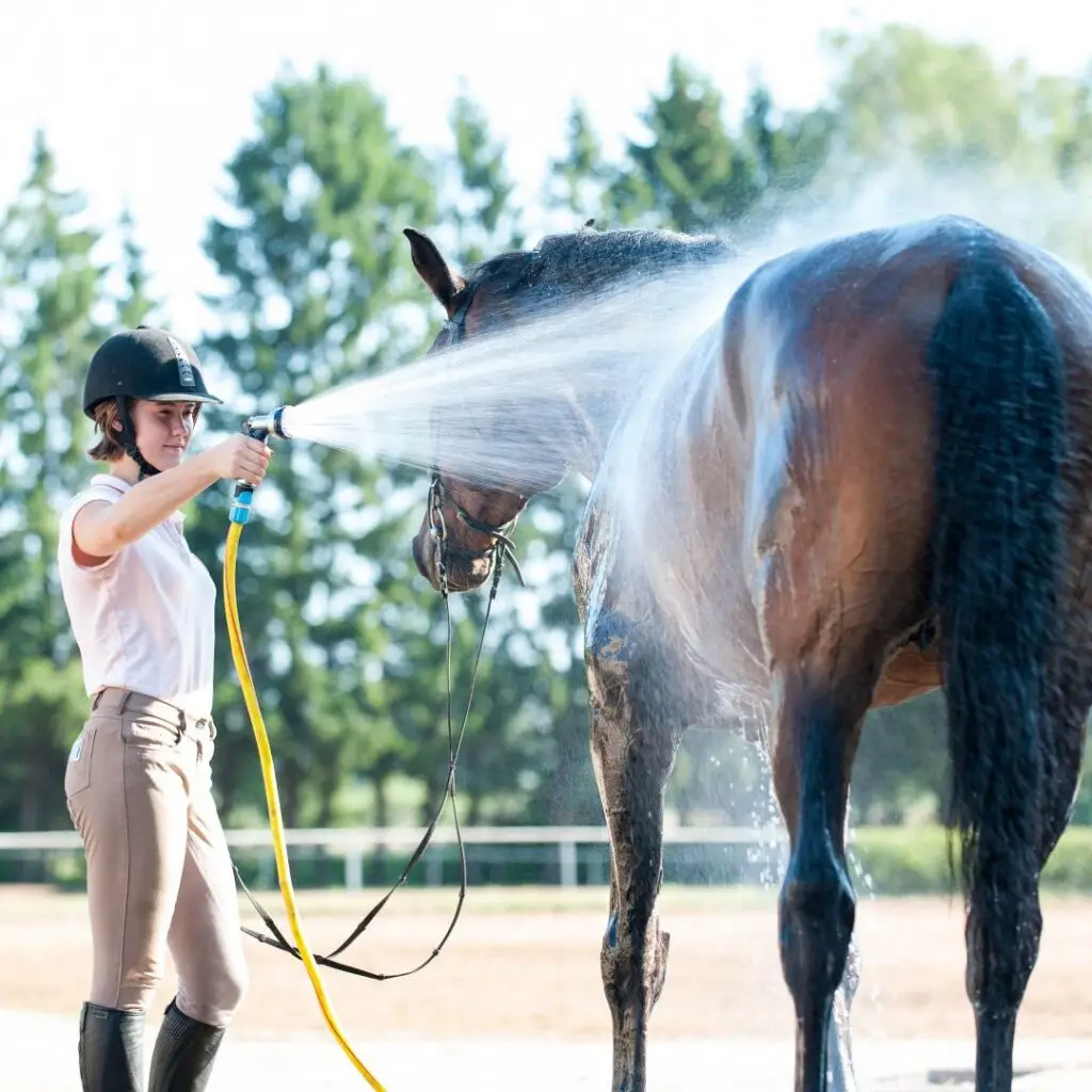 niet, afgespoten, paard, afspuiten, bang, tips, artikel