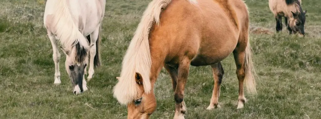 grazen, paarden, wei