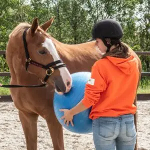 leren, paarden, bal, training, artikel,