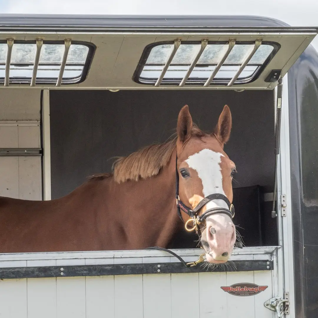 trailer, niet, in, probleem, uitdaging, trailerprobleem, bang.