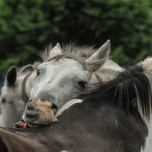 Krauwen, paarden, bijten, kriebelen, kloppen, knuffelen,
