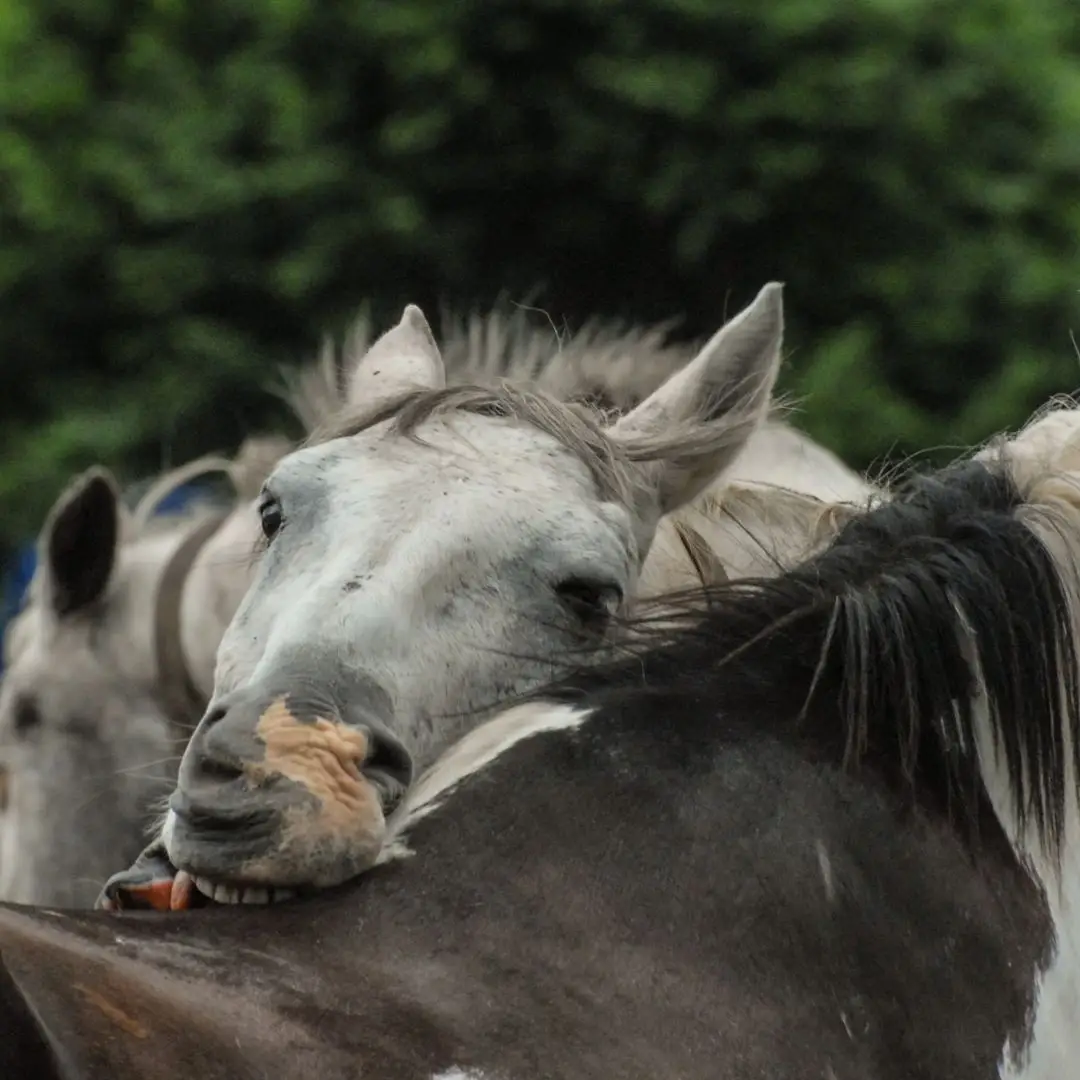 Krauwen, paarden, bijten, kriebelen, kloppen, knuffelen,