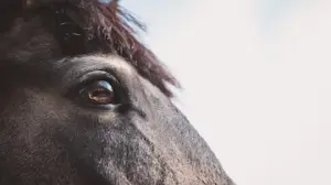 Paard, oog, zicht, atypische, myopathie,