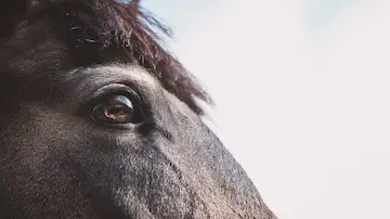Paard, oog, zicht, atypische, myopathie,