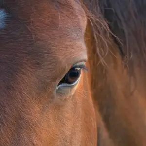 merrie, hengstig, hengstigheid, gedrag, cyclus, paard,