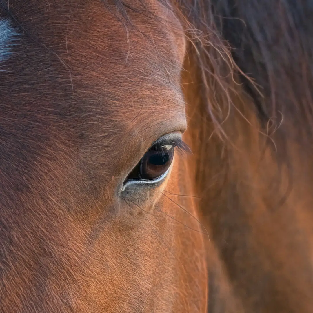 merrie, hengstig, hengstigheid, gedrag, cyclus, paard,