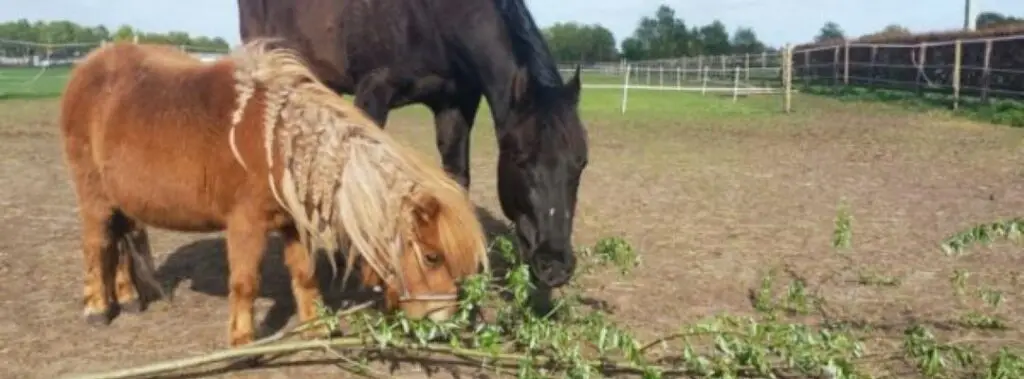 Natuurlijk voeren, paarden, stereotyp gedrag