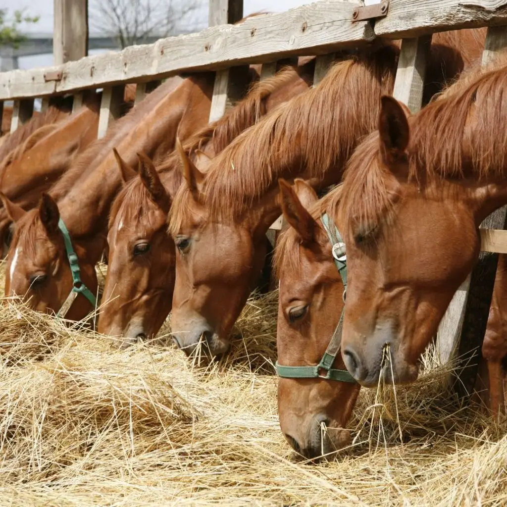 ondergewicht, paarden, eten, voeding,