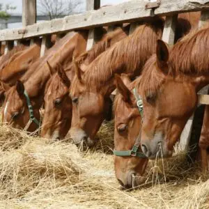 ondergewicht, paarden, eten, voeding,