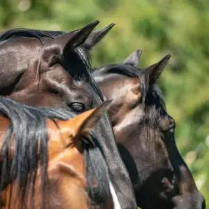 orenspel, paarden, communiceren, zintuigen, paardengedrag, paardenoor