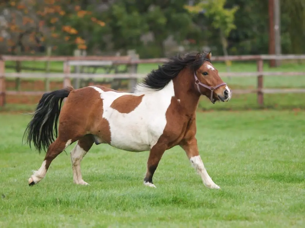 overgewicht paard, dik, paard, voeding,