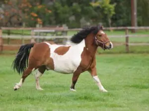 overgewicht paard, dik, paard, voeding,