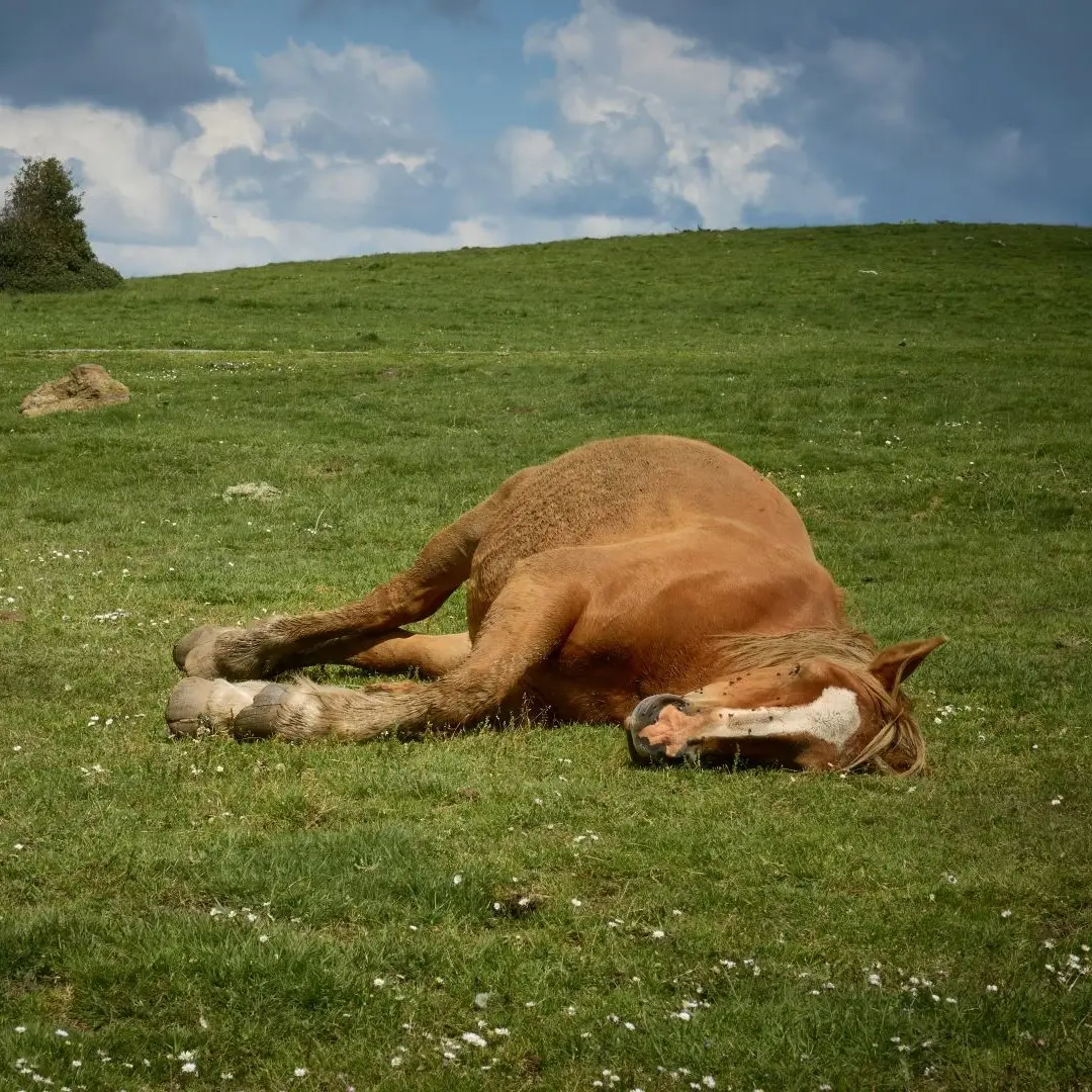 Paard, liggen, slapen, rusten,