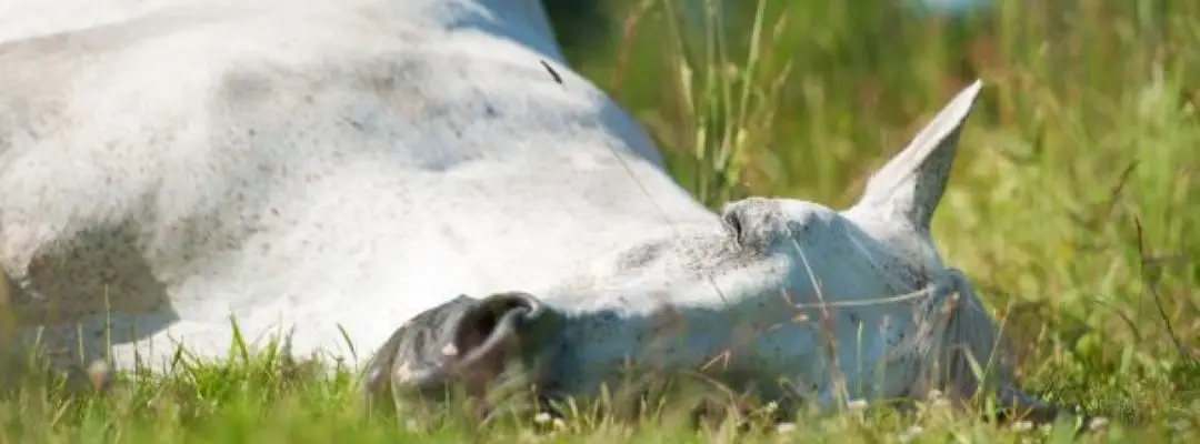 Paard, liggen, slapen, rusten