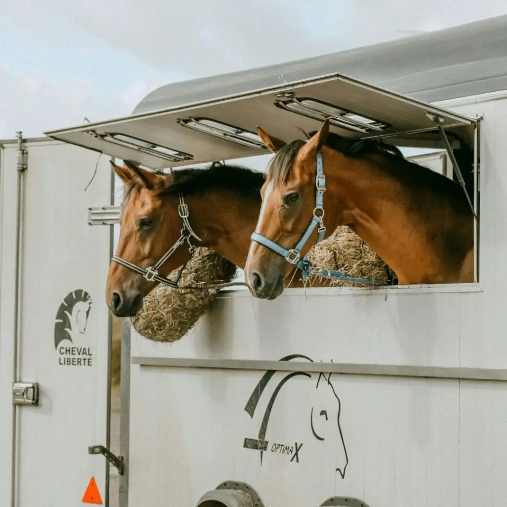 sociaal, leren, paarden, onderzoek, artikel, trailer