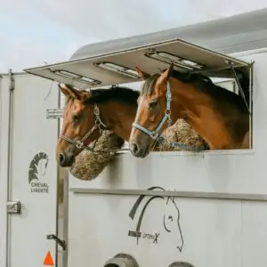 sociaal, leren, paarden, onderzoek, artikel, trailer