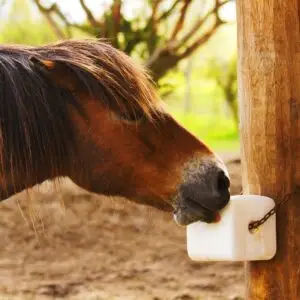 Verrijking, voor, paard, liksteen, voeding,