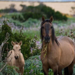 Online lesmateriaal keuzedeel KI
