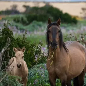 Online lesmateriaal keuzedeel KI