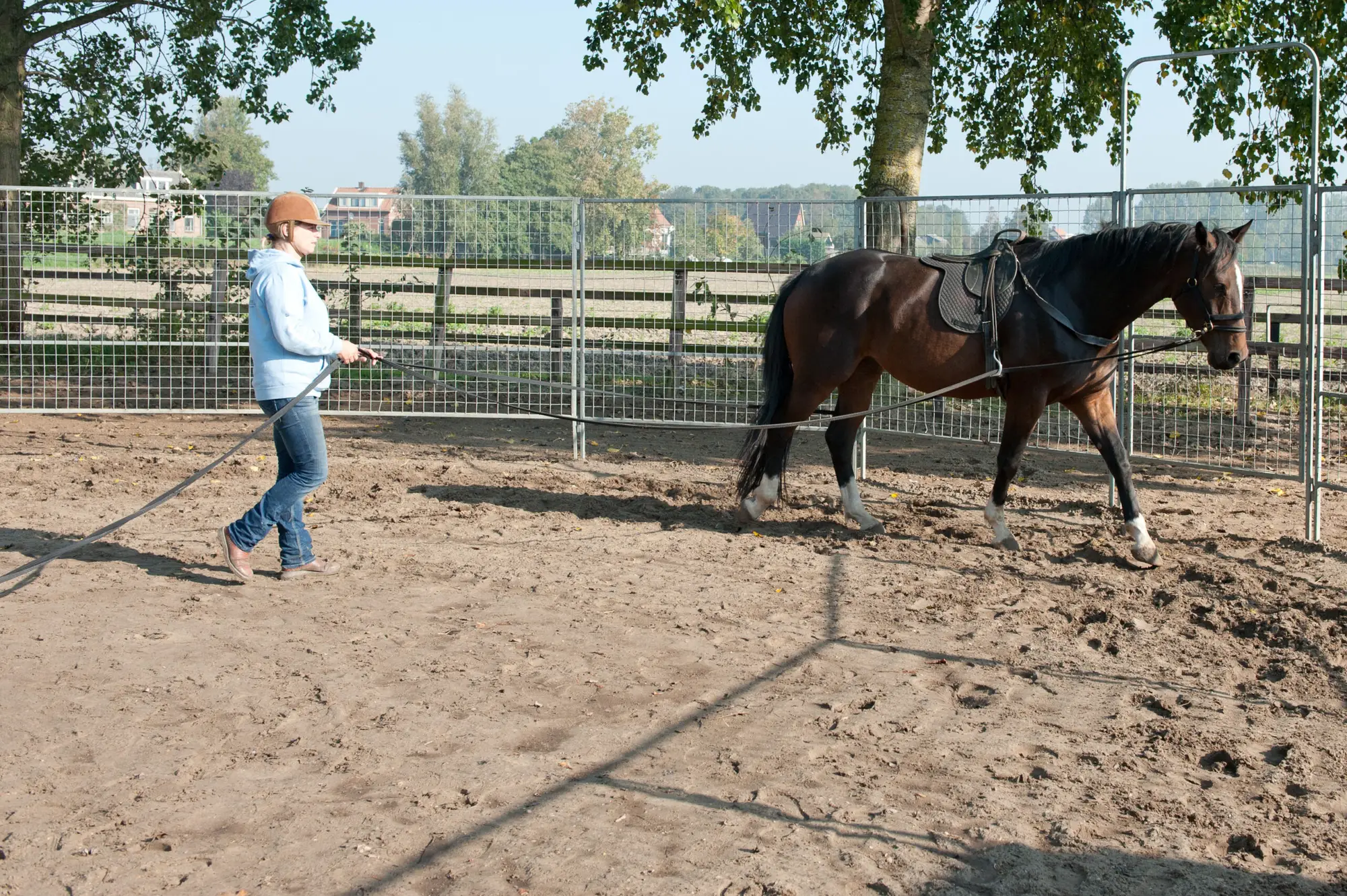 online cursus, longeren dubbele lijnen, grondwerk, obstakeltraining, paard, paardengedrag