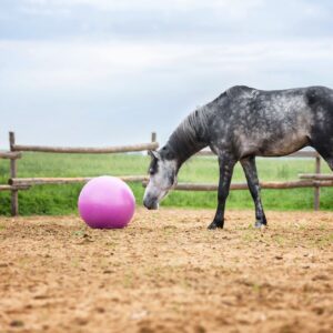 summit, veerkracht, paard, prikkel, stress