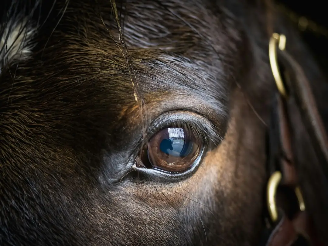 summit, paarden brein, paard, oog, stress, veerkracht, sharon wilsie