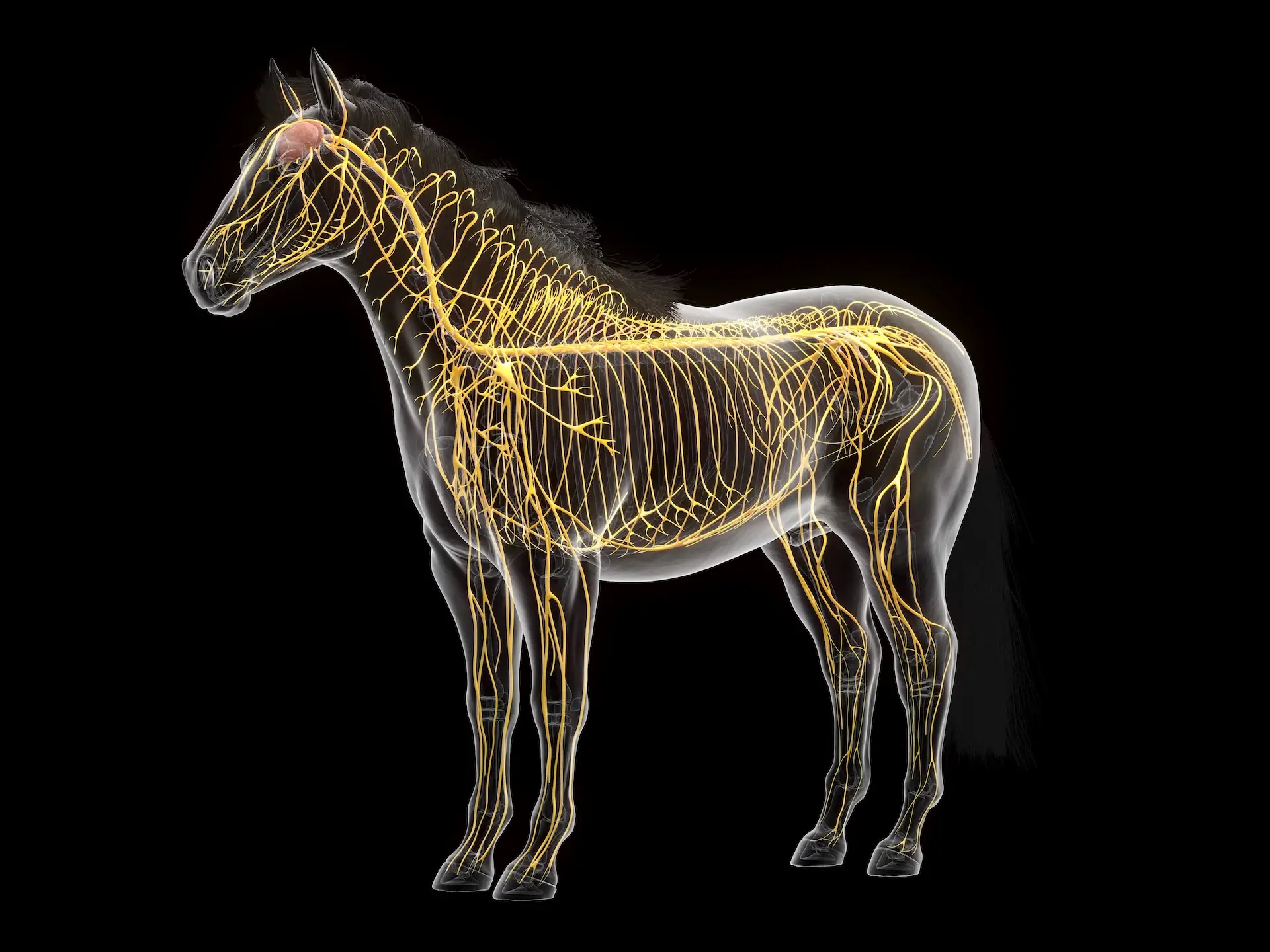 paarden brein