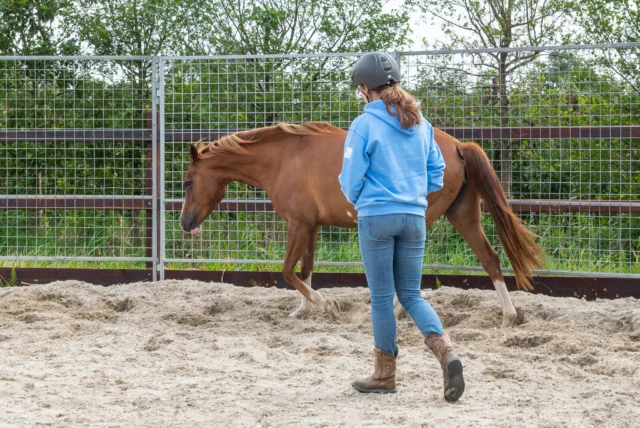 Loswerken is één van de leukste dingen die je kunt doen met je paard! Je wordt bewuster van jouw lichaamstaal rondom het paard en je kunt steeds verfijnder communiceren met hem. 

Loswerken betekent dat je in een afgesloten ruimte met het paard gaat werken terwijl hij niet aan de lijn zit. Het leuke is dat je hier heel goed gaat merken wat zijn reactie is op de signalen die je geeft. 
Voor ons is loswerken: 'het voortbewegen en sturen van een loslopend paard in een afgesloten ruimte'. 
Bij het loswerken kun je op een natuurlijke en plezierige manier met je paard aan de slag waardoor hij gaat begrijpen dat jij het initiatief neemt. 

Achter de schermen zijn wij hard bezig geweest om onze cursus loswerken te vernieuwen. Nog even geduld... 😉

 #paarden #paardentrainer #opleidingpaardengedrag #jongepaarden #paardeninstructeur #paardentraining #equinecom #grondwerk #equine #trailerladen #jongpaard #paardentaal