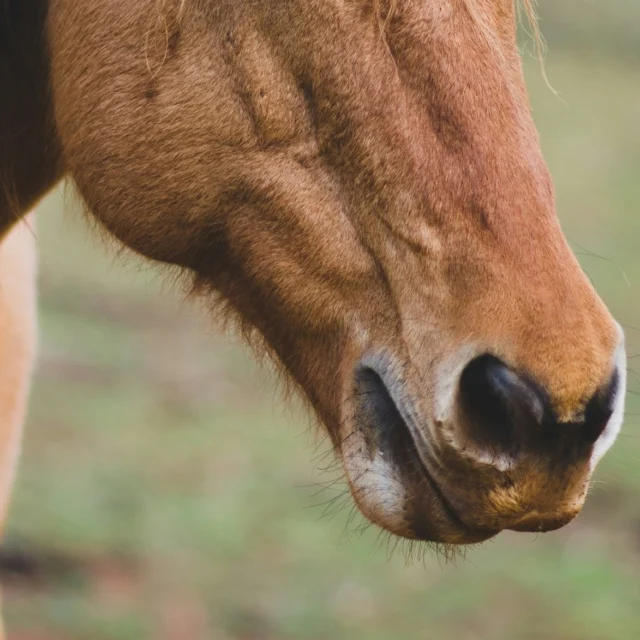 Webinar tip!

Waarom kauwt een paard zonder voedsel in zijn mond? Is het een teken van ontspanning, nadenken of misschien iets anders? 

Dit gedrag komt voor in verschillende situaties, van ontspanning tot spanning, en roept veel vragen op. Wat zegt de wetenschap hierover? En kloppen uitspraken zoals "een kauwend paard is een denkend paard" of "kauwen betekent dat een paard spanning loslaat"? 

Tip! Op 5 maart om 19:30 geeft Rachaël Draaisma een webinar waarin ze dieper in op de betekenis van kauwen en tong-uit kauwen bij paarden. 

Rachaël Draaisma is internationaal expert op het gebied van kalmerende signalen bij paarden en heeft uitgebreid onderzoek gedaan naar subtiele gedragingen. In dit webinar deelt ze haar inzichten en praktijkervaring om paarden nóg beter te leren begrijpen. 

Meer weten of aanmelden? Kijk hier: https://calmingsignalsofhorses.com/nl/product/webinar-kauwen/