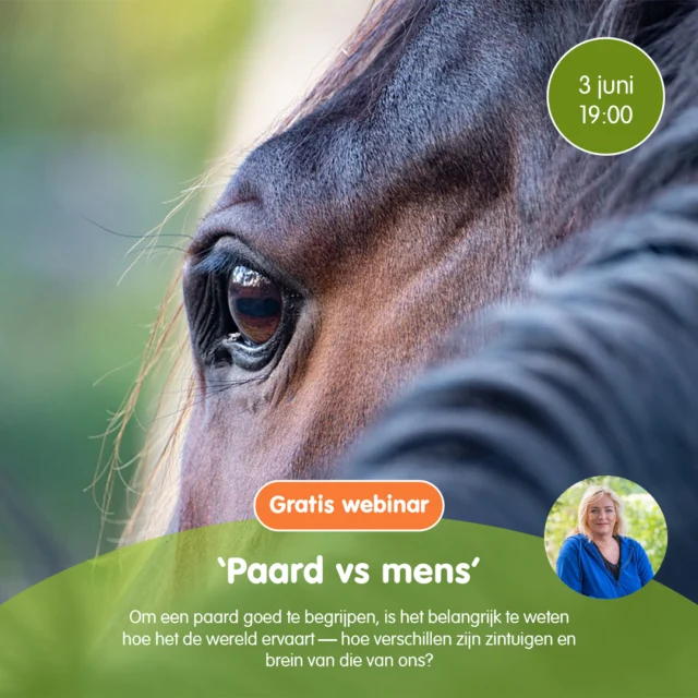 Gratis webinar: 𝗛𝗼𝗲 𝗲𝗿𝘃𝗮𝗮𝗿𝘁 𝗷𝗼𝘂𝘄 𝗽𝗮𝗮𝗿𝗱 𝗱𝗲 𝘄𝗲𝗿𝗲𝗹𝗱?

Mensen en paarden leven samen, maar ervaren de wereld op een heel andere manier. Waar wij als roofdieren redeneren en plannen, vertrouwt het paard – als prooidier – op instinct en lichaamstaal. Dat zie je terug in hoe ze reageren op stress, gevaar en zelfs ontspanning.

Tijdens het gratis webinar op 3 juni gaan we samen kijken naar de fascinerende verschillen én overeenkomsten tussen mens en paard. Hoe werkt het paardenbrein? Hoe nemen paarden hun omgeving waar? En wat betekent dat voor de manier waarop wij met ze omgaan?
We verkennen met elkaar hoe zintuigen, breinstructuren en gedrag van invloed zijn op de communicatie tussen mens en paard – en hoe we die kennis praktisch kunnen inzetten voor betere samenwerking.

𝗪𝗶𝗹 𝗷𝗶𝗷 𝗷𝗼𝘂𝘄 𝗽𝗮𝗮𝗿𝗱 𝗻𝗼́𝗴 𝗯𝗲𝘁𝗲𝗿 𝗯𝗲𝗴𝗿𝗶𝗷𝗽𝗲𝗻? 𝗠𝗲𝗹𝗱 𝗷𝗲 𝗴𝗿𝗮𝘁𝗶𝘀 𝗮𝗮𝗻 𝘃𝗶𝗮 𝗱𝗲 𝗹𝗶𝗻𝗸: https://e-quine.com/webinar-paard-vs-mens/