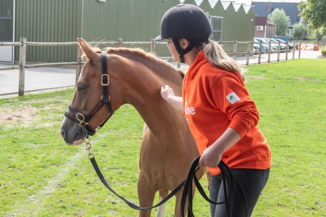 𝗧𝗶𝗺𝗶𝗻𝗴 𝗶𝘀 𝗮𝗹𝗹𝗲𝘀 ⏱️🐴

Als je werkt met druk en ontspanning, is timing letterlijk het verschil tussen duidelijkheid en verwarring. De druk is je vraag. Het loslaten is je beloning. Maar wanneer je loslaat, bepaalt of je paard begrijpt wat je bedoelt – of juist iets totaal anders leert.

Paarden hebben een korte ‘beloningswindow’: je hebt maar zo’n drie seconden om een beloning of correctie te geven. Alles wat daarna komt, koppelen ze aan het laatste gedrag dat ze lieten zien – niet per se aan wat jij wilde belonen.

Daarom is het zo belangrijk om alert te zijn en goed te observeren. Jouw lichaamstaal vertelt vaak net zoveel als je handen of je stem.

Of je nu aan het trailerladen bent of een dressuuroefening rijdt: goede timing is een vaardigheid. Je ontwikkelt het door veel te oefenen, én goed te kijken naar je paard.

Herken jij dat moment waarop het klikt? Deel je ervaring hieronder! 👇
 #obstakeltraining #paarden #paardentraining #trailerladen #paardentaal #paardencommunicatie #jongpaard #jongepaarden #paardentrainer #grondwerk #paardenbedrijf #paardenkennis