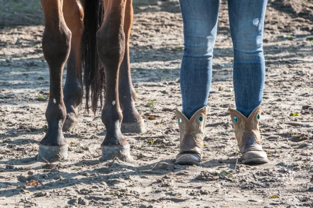 𝗧𝗶𝗺𝗶𝗻𝗴 𝗶𝗻 𝗱𝗲 𝗽𝗿𝗮𝗸𝘁𝗶𝗷𝗸

In theorie klinkt het logisch: vraag – reactie – beloning. Maar hoe ziet dat er nou écht uit tijdens het trainen?

Neem het achterwaarts vragen van je paard. Je oefent met lichte druk op het halstertouw. Het moment waarop je paard nét zijn gewicht verplaatst of een hoef optilt om achterwaarts te gaan – dán laat je de druk direct los.

Precies dát moment is je beloning. Hoe beter je timing, hoe sneller je paard gaat begrijpen wat je bedoelt. Uiteindelijk heb je nauwelijks nog fysieke druk nodig. Een subtiele verandering in je houding of energie kan al genoeg zijn.

Maar let op: als je te laat bent met loslaten, of juist loslaat op een moment dat het paard iets anders doet, leert hij misschien het tegenovergestelde.

🔁 Dus: oefen op het herkennen van die allereerste reactie. Hoe subtiel ook. Goed getimede ontspanning is de beste beloning die je kunt geven.

 #paardenbedrijf #obstakeltraining #trailerladen #paarden #paardentraining #jongepaarden #kennisdelen #nooituitgeleerd #paardengezondheid #paardenliefde #paardensport #paardenleven #orundiploma #paardenopleiding #paardenstudie #paardentaal