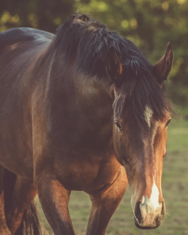 Hoewel de meeste communicatie tussen paarden non-verbaal is – via houding, beweging en expressie – maken ze óók gebruik van geluid om zich uit te drukken. Denk aan een veulen dat zijn moeder roept, of een hengst die indruk wil maken.

💬 In specifieke situaties spelen vocale signalen een belangrijke rol in het kuddegedrag. En hoewel hun ‘taal’ beperkt is in vergelijking met andere diersoorten, gebruiken paarden wél duidelijke typen geluiden om hun boodschap over te brengen.

De vier belangrijkste vocale signalen zijn:
🔹 Nicker
🔹 Briesen
🔹 Gillen
🔹 Hinniken

Wat ze precies betekenen? Dat ontdek je in onze gloednieuwe cursus Paardenpsychologie! 🧠
Leer alles over hoe paarden denken en communiceren.

👉 https://e-quine.com/online-cursussen/paardenpsychologie/

#Paardenpsychologie #HorseBehavior #Paardengedrag #VocaleSignalen #Dierengedrag #Lichaamstaal #Communicatie #Paardenliefde #opleiding #hippischeopleiding #paardentraining #equine #instructeur