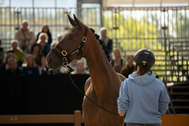 Horse Event 2025: Het aftellen is begonnen!

Dit weekend staat Horse Event Pro alweer op de kalender.

Hoewel de voorbereidingen altijd hectisch zijn, kijken we er met het hele team enorm naar uit. Twee volle weekenden met een bruisende stand, inspirerende demonstraties en het weerzien van collega's en partners. Dit is dé plek om te doen wat we het liefste doen: onze kennis over paardengedrag verspreiden (én op de proef stellen in onze escape room... durf jij de uitdaging aan?😏)

Zelfs na al die jaren van ervaring blijft het een leuke race tegen de klok. Vanmorgen werden de laatste taken verdeeld – inclusief de zoektocht naar die mysterieuze verdwenen flyer-rekjes. Maar alles staat klaar om er een onvergetelijk weekend van te maken!

Wij hebben er ontzettend veel zin in! Zien we je daar?

Ons volledige programma:
Zaterdag 6 september
10:00 - 10:30 Stressvrij rijden op vreemd terrein (Recreatie Piste)
14:05 - 14:35 Trailerladen: hoe doe je dat? (Recreatie Piste)
15:35 - 15:55 Een trailer: waar let je op? (Paddock)

Zondag 7 september
10:15 - 10:35 Een trailer: waar let je op? (Paddock)
12:45 - 13:15 Trailerladen (Recreatie Piste)
14:30 - 15:00 Buitenrijden: hoe krijg ik mijn paard stoerder buiten? (Recreatie Piste)