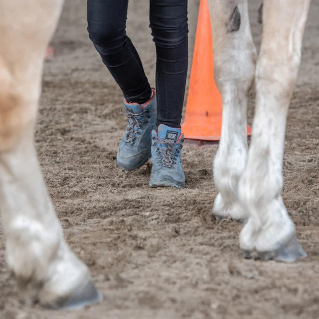 Altijd weer spannend... ๐
Vandaag stonden in Gouda de examens op het programma. En dit keer niet alleen van niveau 3, maar ook het praktijkexamen voor ORUN niveau 2 werd (voor het eerst!) afgenomen. Er werd veel lesgegeven op verschillende thema's en het exterieur van de paarden is beoordeeld. Goed gedaan allemaal! ๐๐ป