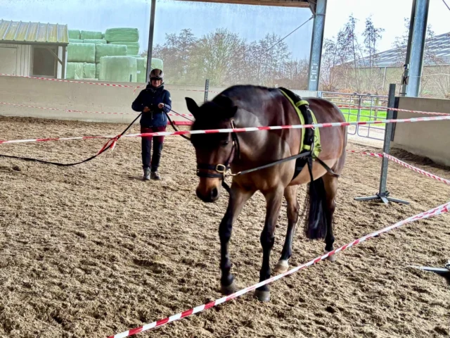 Afgelopen weekend vond het tweede lesweekend van Niveau 1 plaats in Bunschoten. De deelnemers oefenden hun praktische basisvaardigheden en verdiepten zich in belangrijke theorie.

 In de praktijk gingen ze aan de slag met...
- Trailerladen: Zorgen voor een veilige en rustige kennismaking met de trailer.
- Obstakeltraining: Verbeteren van communicatie en vertrouwen onder diverse omstandigheden.
- Loswerken en lange lijnen: Verfijning van de lichaamstaal en het werken op afstand.
- Kleine signalen: Het oppikken en leren lezen van de stress & ontspanningssignalen die het paard laat zien.
- En nog zoveel meer..

Ook kregen ze een deel theorie. Zo leerden ze meer over de connectie tussen voeding en gedrag van het paard. Daarnaast gaf Machteld van Dierendonck een sessie over Ethologie, waarbij diep werd ingegaan op paardengedrag en leerprincipes.

Wat een top weekend met leerzame paarden en hele leergierige studenten!