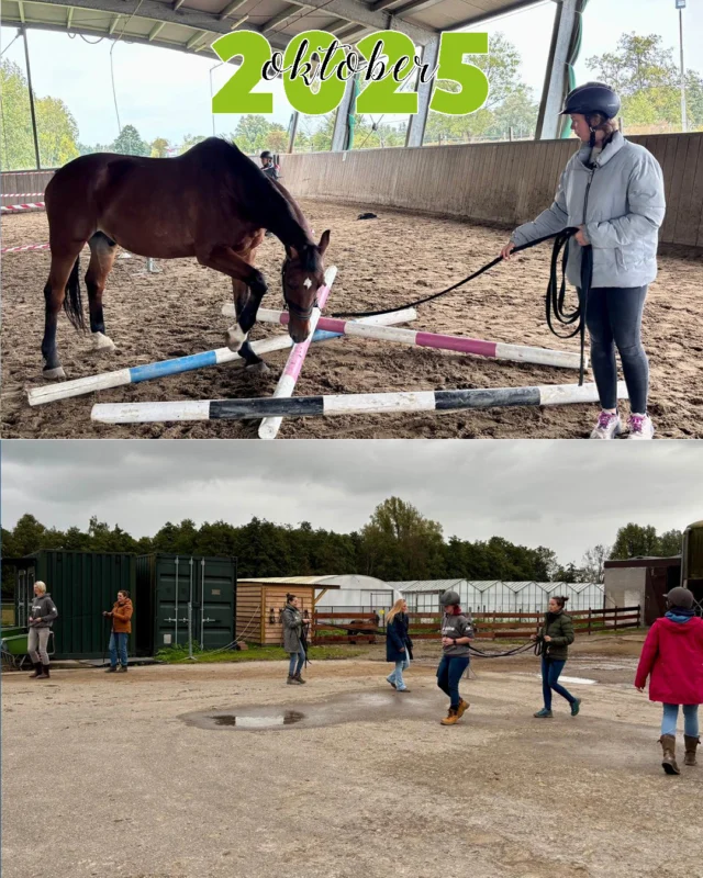 Oktober is de maand van de nieuwe starters in de instructeursopleiding. Maar liefst 28 nieuwe paardenliefhebbers beginnen aan hun reis bij e-quine.com, een deel in de reguliere groep maar ook een deel in onze noordelijke groep bij Frantina Kiekebeld in Oldekerk. 

Een belangrijk hoogtepunt dit kwartaal is de 3-daagse online dissectie die we samen met Zefanja Vermeulen organiseren. Wat een waanzinnig gaaf evenement is dit toch altijd weer! Met maar liefst 200 deelnemers uit 20 verschillende landen werd het weer een prachtige productie.

Achter de schermen werken we met Rachaël Draaisma hard aan de ontwikkeling van haar praktijkopleiding die vanaf het voorjaar van 2026 gaat starten. Een mooie uitbreiding van het portfolio om zo haar kennis op het gebied van speurwerk en kalmerende signalen nog meer in de praktijk te brengen.

Er stonden deze periode verschillende alumni trainingen op de planning. Een waardevol onderdeel van de opleiding, want ook al heb je je diploma behaald, er is altijd nog weer zoveel bij te leren. Hippische professionals als Karin Leibbrandt en Michele Lancee deelden hun expertise met onze instructeurs.

Nieuw in het cursusassortiment was in november ‘Annemarie’s Special’: twee intensieve cursusdagen waarbij iedereen welkom is om zijn of haar vaardigheden met de jonge paarden te trainen. Met zowel deelnemers die al vaker bij ons geweest zijn, als geheel nieuwe werd het een afwisselend en inspirerend weekend. Heb je het gemist? Volgend voorjaar komen ze opnieuw op de agenda!