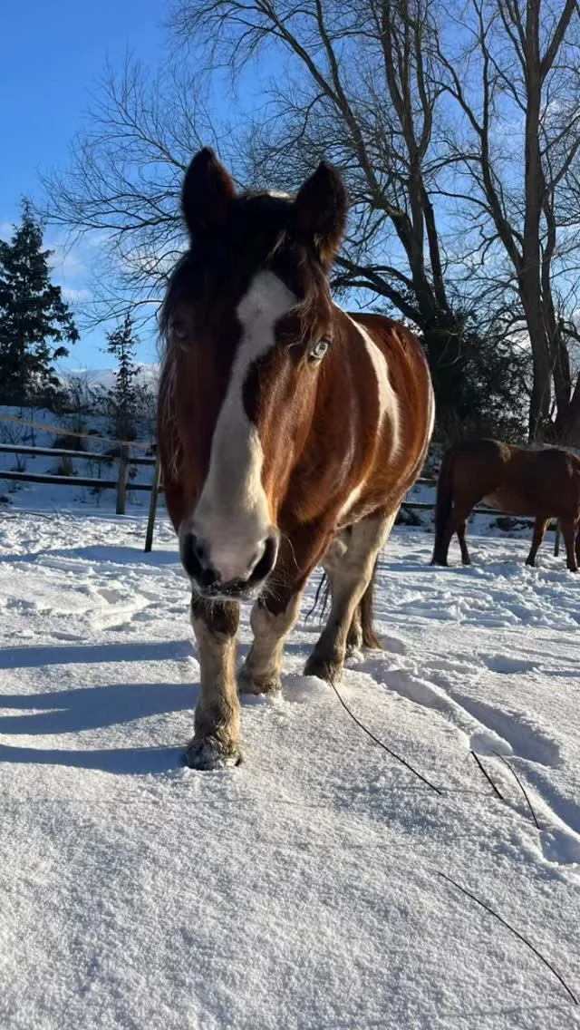 Leo geniet van het winterweer! ❄️
