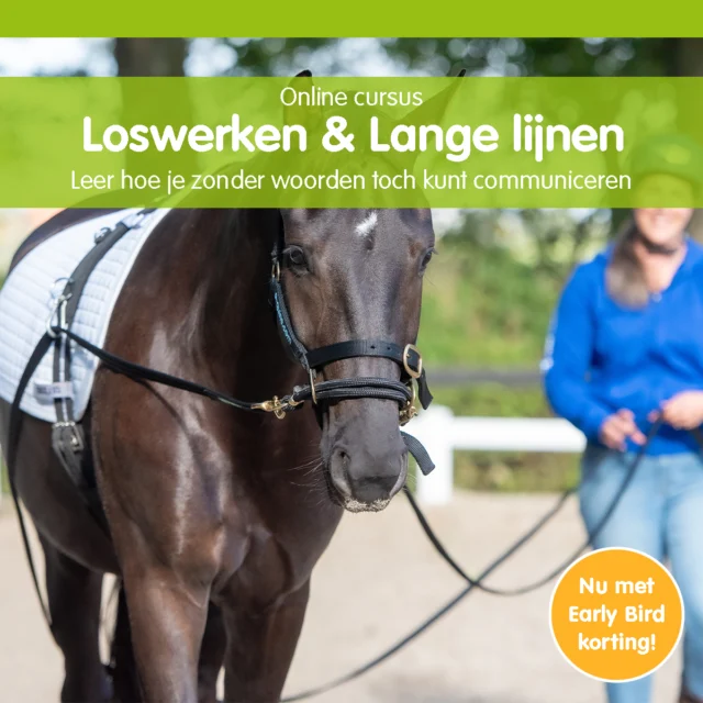 Je ziet het bij andere mensen en denkt: 'longeren met dubbele lijnen… dat lijkt me zó waardevol, maar ook best ingewikkeld.'

Waar begin je? 🤯

🤷🏼‍♀️ Hoe houd je het veilig — voor jezelf én je paard?
🤷🏼‍♀️ En hoe voorkom je dat het onrustig of verwarrend wordt?

In de online cursus Loswerken & Dubbele Lijnen leer je stap voor stap hoe je op een rustige, veilige en logische manier werkt met dubbele lijnen.

Met duidelijke uitleg, aandacht voor lichaamstaal en oog voor wat jouw paard nodig heeft. 🙏🏻

Je bouwt het geleidelijk op, zodat jij vertrouwen krijgt in je hulpen en je paard begrijpt wat er van hem wordt gevraagd.

✨ Early bird – alleen in januari
Van € 79,95 voor € 49,95
✔️ Onbeperkt toegang
✔️ Leren in je eigen tempo