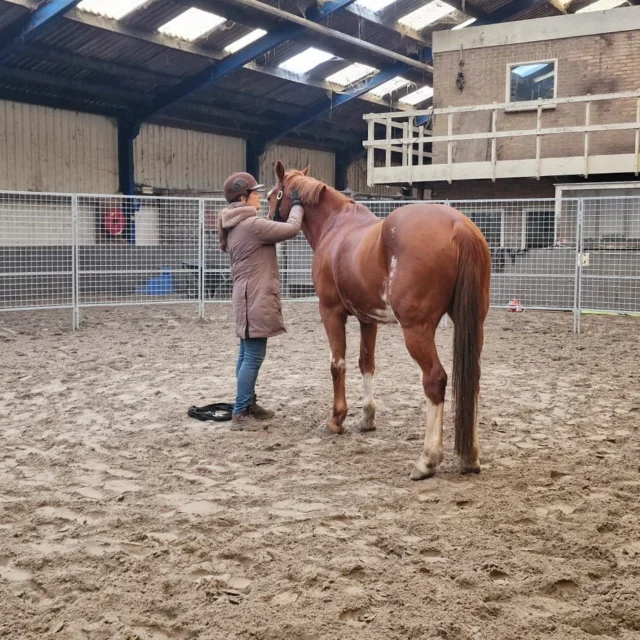 Afgelopen weekend: Annemarie’s Special ✨

Dit weekend waren we aanwezig bij @sporthorses_of_the_olympus  in Bergen voor onze tweede editie van Annemarie's Special.
Het was een heel geslaagd weekend met een fijne groep mensen, paarden die veel lieten zien en ruimte om echt de tijd te nemen om te kijken en te leren.

Complimenten aan iedereen die erbij was en op naar de volgende editie in april. Wij hebben er in ieder geval zin in!

 #equinecom #paardenopleiding #paardenwelzijn #horsemanship #missie #paardentaal #paardengezondheid #jongpaard #jongepaarden #communicatie #lichaamstaal