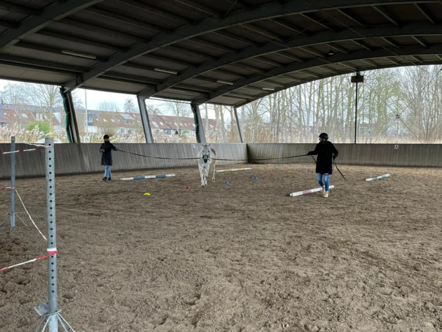 ☀️ Afgelopen zondag vond de (voorlopig) laatste dagcursus Communicatie plaats – en wat was het een fijne dag!

De taal van het paard is non-verbaal. In de kudde wordt alles geregeld via lichaamstaal: houding, positie, timing. Geen woorden, maar duidelijke signalen. Tijdens deze cursus zijn we ingegaan op hoe die communicatie tussen paarden werkt en vooral hoe je daar als mens praktisch op kunt inspelen.

We hebben gewerkt met loswerken en grondwerk, waarbij de focus lag op het herkennen én bewust inzetten van communicatiesignalen. Ook met een lijn ertussen blijft je lichaamstaal bepalend voor de duidelijkheid van je hulpen.

Bedankt allemaal voor jullie inzet en enthousiasme, het was een geslaagde afsluiting! 💪🐴