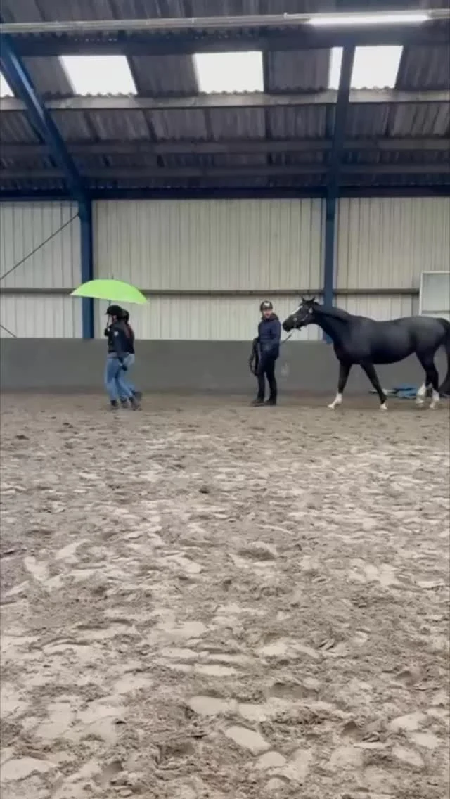 Afgelopen weekend in Bergen: Niveau 3 in actie. 💪🐴

Werken met nieuwe prikkels, omgevingstraining en het verfijnen van lichaamstaal. Van een paraplu tot vlaggen en de trailer, iedere oefening stond in het teken van duidelijkheid, vertrouwen en het reguleren van spanning.

Op dit niveau draait het om begrijpen wat er gebeurt in het paard. Hoe reageert hij op nieuwe prikkels? Wat doet jouw lichaamstaal? En hoe zorg je voor ontspanning binnen uitdaging?

Trots op deze groep studenten. Goed gewerkt allemaal!👏 #paardentraining #paardengedrag #paarden #grondwerk #paardentaal