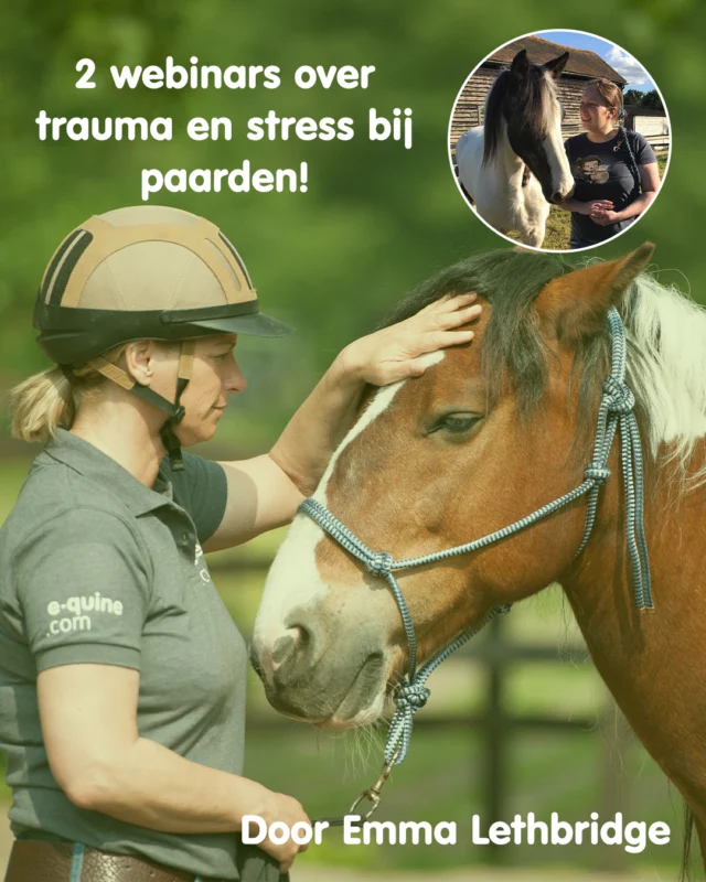 Kunnen paarden trauma ervaren?
Steeds meer onderzoek en praktijkervaring laten zien dat ervaringen van stress en trauma een grote invloed kunnen hebben op gedrag, leervermogen en welzijn van paarden. 

In onze nieuwe webinarserie gaat Emma Lethbridge hier uitgebreid op in.
Emma is gefascineerd door hoe paarden de wereld waarnemen en hoe hun brein emoties, stress en herinneringen verwerkt. Ze combineert wetenschappelijke kennis met praktische ervaring als gedragsspecialist en trainer. 

Tijdens deze tweedelige serie gaan we eerst kijken naar de theorie:
- hoe stress en trauma ontstaan en hoe ze gedrag beïnvloeden.

In de tweede sessie verschuift de focus naar de praktijk:
- hoe kun je paarden helpen om spanning te verminderen en herstel te ondersteunen?

Deze webinars zijn interessant voor iedereen die paarden beter wil begrijpen, van eigenaren tot professionals.

Meer info en aanmelden:
https://e-quine.com/product/webinarserie-trauma-stress-paarden/