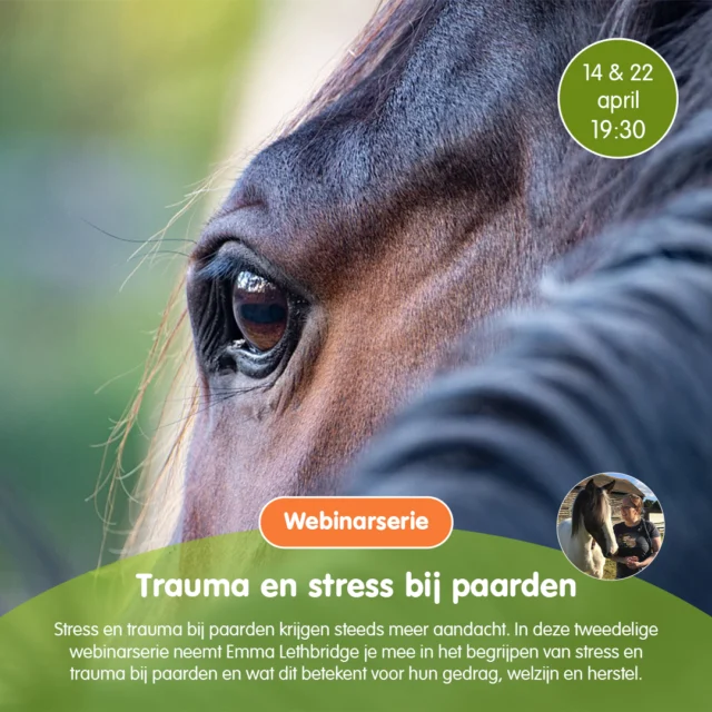 Stress en trauma krijgen steeds meer aandacht, zowel in de wetenschap als in de dagelijkse omgang met paarden. Wil jij hier meer inzicht in krijgen?

In deze tweedelige webinarserie neemt Emma Lethbridge @emma_lethbridge_horsemanship  je mee in het begrijpen van stress en trauma, en wat dit betekent voor gedrag, welzijn en herstel.

Sessie 1 – De basis
Wat zijn stress en trauma precies? Hoe ontstaan ze en welke impact hebben ze op het lichaam, gedrag en leervermogen van je paard? Leer signalen beter herkennen en begrijpen.

Sessie 2 – Praktische toepassing
Ontdek hoe je stress kunt verlagen en paarden kunt ondersteunen bij herstel. Je krijgt waardevolle inzichten en praktische handvatten voor meer ontspanning, veiligheid en vertrouwen.

Goed om te weten: tot en met 31 maart kan je nog inschrijven met korting. Dus mocht dit je aanspreken, wacht dan niet langer!

✨ Voor iedereen die met paarden werkt of leeft en hun welzijn écht wil verbeteren.
https://e-quine.com/product/webinarserie-trauma-stress-paarden/

#paardenwelzijn #paardengedrag #stressbijpaarden #traumabijpaarden #paardenkennis #paarden #opleiding #paardenliefde #horsemanship #HorseBehavior
