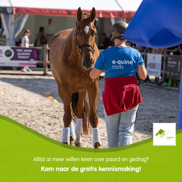𝗡𝗶𝗲𝘂𝘄𝘀𝗴𝗶𝗲𝗿𝗶𝗴 𝗻𝗮𝗮𝗿 𝗱𝗲 𝗼𝗽𝗹𝗲𝗶𝗱𝗶𝗻𝗴 𝗜𝗻𝘀𝘁𝗿𝘂𝗰𝘁𝗲𝘂𝗿 𝗣𝗮𝗮𝗿𝗱 & 𝗚𝗲𝗱𝗿𝗮𝗴? 

Dan is de gratis open ochtend op 19 april in Gouda of 12 april in Oldekerk bij @stal_de_wijk  jouw kans om te ontdekken wat deze unieke opleiding zo bijzonder maakt! 

Deze opleiding is voor mensen die verder willen kijken dan alleen training. 
Het gaat om gedrag begrijpen – vanuit wetenschappelijke kennis én praktijkervaring. 
Je leert paarden écht lezen, passende keuzes maken in je aanpak en bouwen aan vertrouwen. 

𝗪𝗮𝘁 𝗸𝘂𝗻 𝗷𝗲 𝘃𝗲𝗿𝘄𝗮𝗰𝗵𝘁𝗲𝗻 𝘁𝗶𝗷𝗱𝗲𝗻𝘀 𝗱𝗲 𝗼𝗽𝗲𝗻 𝗼𝗰𝗵𝘁𝗲𝗻𝗱? 

💬Een kennismaking met onze visie op paardenwelzijn 
🎓Meer info over de opleiding: inhoud, opbouw en leerdoelen 
🤝Ontmoet de docenten en stel al je vragen 
📍En natuurlijk: sfeer proeven op locatie! 

Of je nu al in het vak zit of juist je eerste stap richting gedragstraining wilt zetten, deze ochtend helpt je bepalen of de opleiding bij jou past. 

𝗭𝗲𝘁 ‘𝗺 𝗶𝗻 𝗷𝗲 𝗮𝗴𝗲𝗻𝗱𝗮: zondag 12 april in Oldekerk (opleiding Noord-Nederland) en zondag 19 april in Gouda!

Aanmelden kan hier: https://e-quine.com/opleiding/gratis-open-ochtend/