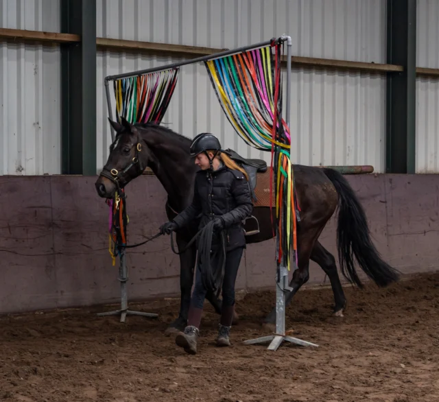 Een sliertengordijn kan voor veel paarden spannend zijn. Bewegende slierten, een smalle doorgang… genoeg reden om even te twijfelen. Juist daarom is een rustige en logische opbouw zo belangrijk.

Begin simpel: laat je paard eerst wennen aan de doorgang terwijl de slierten nog vastzitten. Loop er samen rustig doorheen, beide kanten op.

Van daaruit kun je het iets uitdagender maken. Sta eens stil tussen de slierten, vraag een pasje achterwaarts en loop weer voorwaarts verder. Zo leert je paard dat hij ook in een ‘spannende’ situatie kan blijven nadenken en ontspannen.

Gaat dit goed? Dan kun je langzaam wat slierten losmaken aan de binnenkant, dus niet aan de kant van de bakrand. Bouw dit geleidelijk op en blijf goed kijken naar je paard. Ontspanning is je graadmeter!

Merk je dat het lastig wordt? Schakel gerust een helper in, zodat jij zelf in een veilige positie blijft en je paard rustig kunt begeleiden.

#paardentraining #vertrouwen #grondwerk #paardenwelzijn #veiligtrainen #paardenkennis #HorseBehavior #opleiding #horsemanship #paardentraining